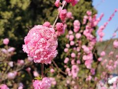 -棒棰岛宾馆景区