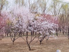 -坝河休闲公园