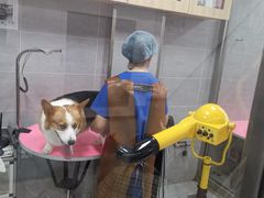 -宠福鑫康馨动物医院·骨科·眼科