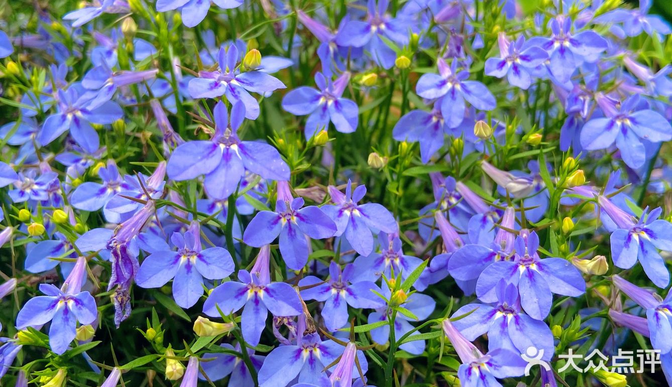 仙湖花展｜春日赏花｜满眼都是春天，美醉了