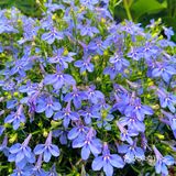 仙湖花展｜春日赏花｜满眼都是春天，美醉了