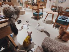 -藏猫猫咖啡主题馆(中央大道店)