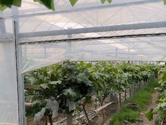 -马陆小张葡萄园农家乐