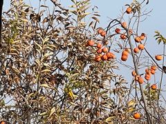 -鹫峰国家森林公园