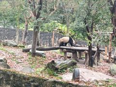 -都江堰中华大熊猫苑