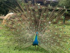 -昆明动物园