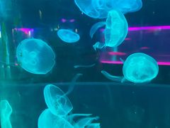 -苏州海洋馆
