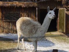 -沈阳森林动物园