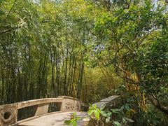 -深圳仙湖植物园