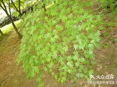 -南山植物园