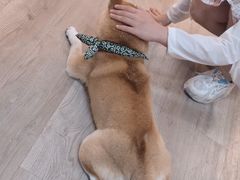 -柴迷FANS CLUB·柴犬狗咖·猫咖