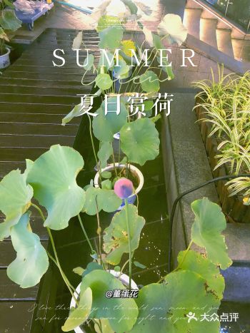 杭州小众赏荷|钱江新城竟然有这么个赏荷花地!