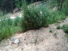-长沙黑麋峰国家森林公园
