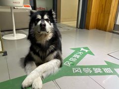 -爱侣宠医·鹦鹉专科·小型哺乳类·异宠专科(灵石路店)