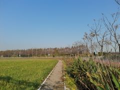 -上海长兴岛郊野公园