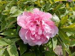-莲花池公园