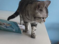 -瑞派福兴宠物医院犬猫全科·骨科·中西医结合(河东店)