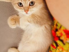 -东方名猫馆·英短金渐层布偶猫舍(环线广场1号楼店)