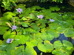 -国家植物园南园