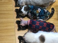 -啵啵喵·猫咖(攀华国际店)