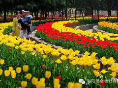 彩虹飘带区-洛阳郁金香牡丹园