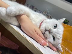 -藏猫猫咖啡主题馆(中央大道店)