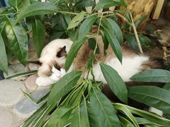 -喵屿·大理花园猫咖