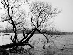 -浙江西子宾馆·瑶园咖啡厅