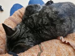 -伟伟宠物医院·瑞派猫友好医院·猫科(光谷店)