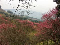 -新建村梅花