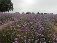 -西京湾花海