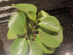 -康悦印象·美容·茶艺·国际芳香疗法(海悦店)