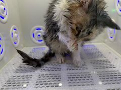 -爱洗澡的猫(望京店)