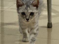 -宠颐生宠物医院·异宠猫科内科·诊疗中心宠巢店