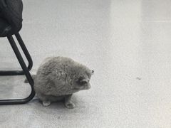 -瑞派宠物医院·犬猫全科·猫友好(宾水西道店)