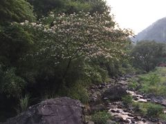 -藏龙百瀑风景区