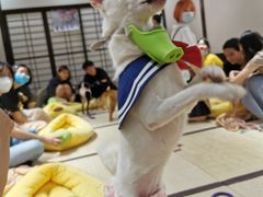 -逗柴咖啡屋·狗咖猫咖宠物桌游