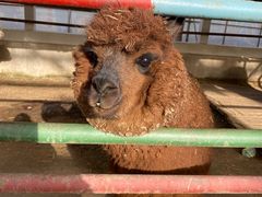 -南宫五洲植物乐园