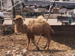 -碓臼峪自然风景区