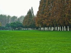 -合肥滨湖国家森林公园