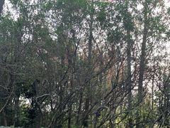 -上海崧泽遗址博物馆