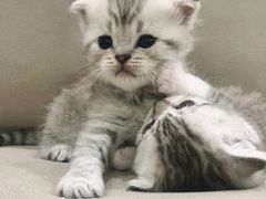 -瑞派宠物医院(搏威敦和院)