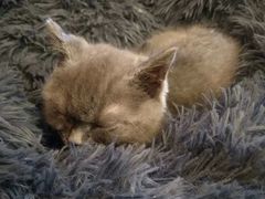 -猫咪咖啡店(新城大街店)