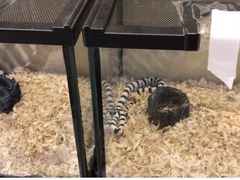 -momokira米努特·德文卷毛猫·棉花面纱犬