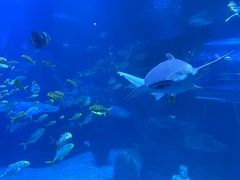 -太平洋海底世界