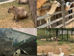 -鄂尔多斯野生动物园