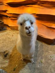 -酷嗒动物文化乐园(cutezoo西溪乐天城店)