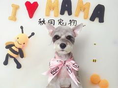 -读宠于你·约克夏比熊·睫角守宫·爬宠售卖(高新店)