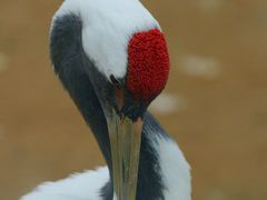 -盐城丹顶鹤湿地生态旅游区