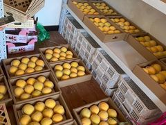 -南汇新场正宗水蜜桃采摘